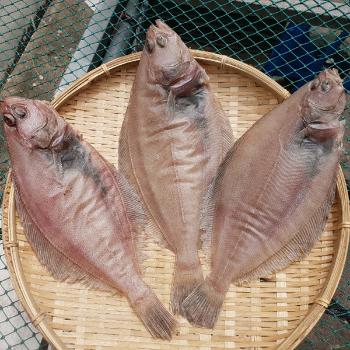 녹동수산 국내산 반건조 가자미(대)1미(30cm내외)