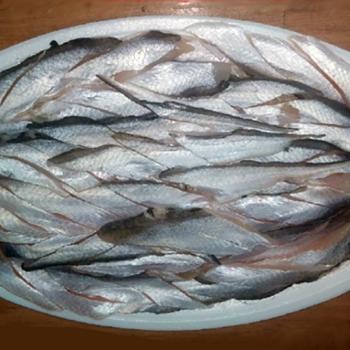 전복마을 자연산 웅어회2kg(실중량800g내외)