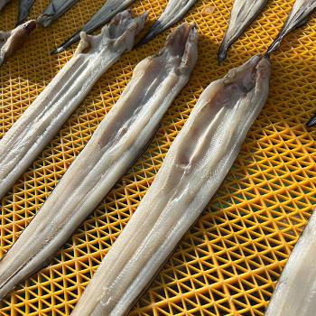 통영해풍 자연산 반건조장어(급냉)1kg(6미)