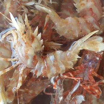 오오수산 동해안 닭새우(가시배새우)500g(12~17미내외)