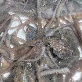 강성푸드 고흥 산낙지(중)5미(500g내외)