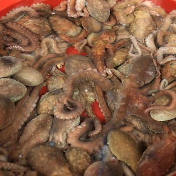 톡톡푸드 뻘낙지(중소)6미(미당80g내외)