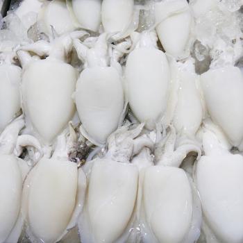 톡톡푸드 남해안 생물 갑오징어2kg(6~8미내외)