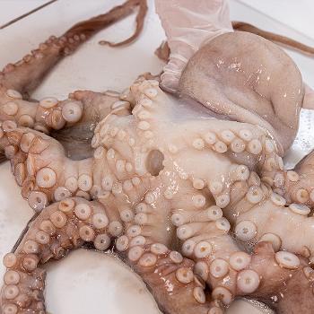 남도삼대농수산 국내산 손질 돌문어(대)1미(손질후900g~1.2kg내외)
