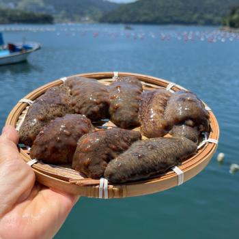 일등푸드 통영 자연산 해삼500g