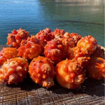 일등푸드 통영 활멍게1kg