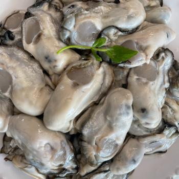 일등푸드 통영 최상급 깐생굴1kg(대)