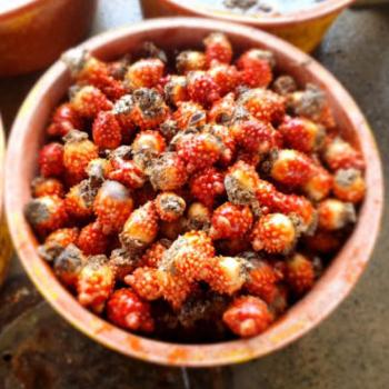 바다의아들 활멍게1kg(8~12미내외)