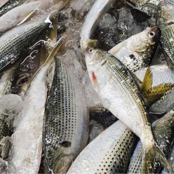 바다해찬 국내산 구이용 전어500g내외