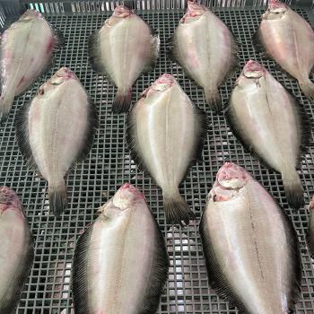 보성수산 반건조 기름가자미1kg(10미/중사이즈)