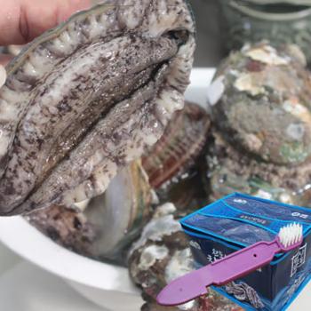 해스레 전복선물세트1호(15미)1.25kg(부직포포장)