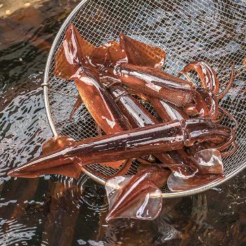 이프로마켓 선주직송 국내산 급냉 초코오징어1kg(8~10미내외)