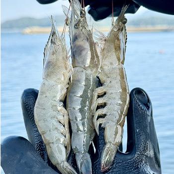 바다왕수산 신안 생물 흰다리새우1kg(35미내외)