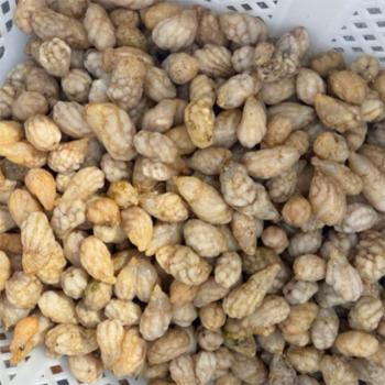 바다해찬 급냉 오만둥이1kg내외