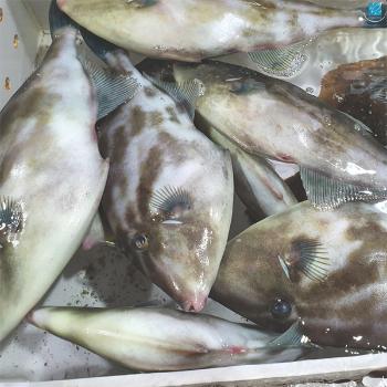 바다해찬 급냉 손질쥐치600g내외