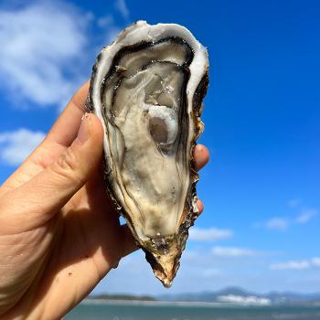 여수알찬수산 제철 석화(각굴)10kg내외
