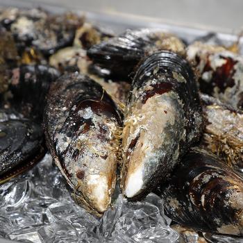 녹도 자연산 대왕홍합10kg