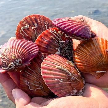 해동찬가 산지직송 통영 홍가리비2kg(40~50미내외)