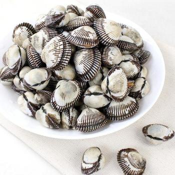 안남어촌계 새꼬막20kg