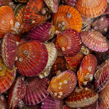 365수산 통영 가리비1kg