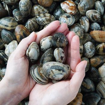 황도 국내산 생물 참바지락5kg