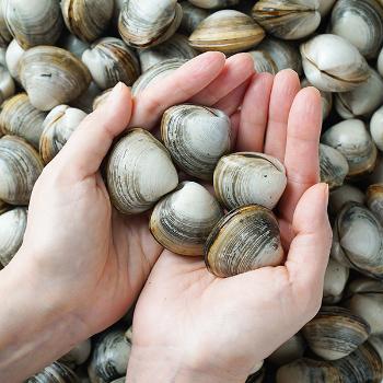 황도 국내산 생물 동죽(물총)조개3kg