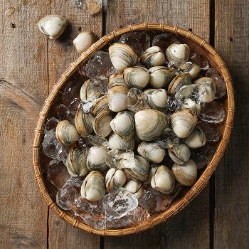 황도 국내산 생물 동죽(물총)조개10kg