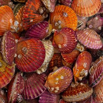 365수산 통영 가리비3kg