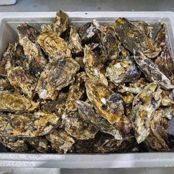 오가네 통영 제철 석화3kg