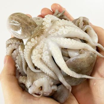 프레쉬크랩 손질 쭈꾸미250gx3팩