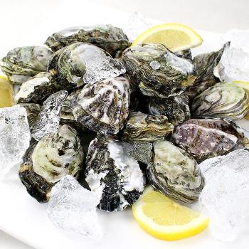 동북아 통영 쪼꼬미굴3kg(50개월/35~40미내외)