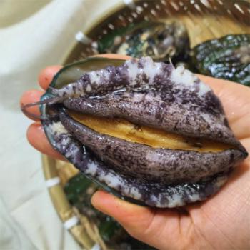 황제수산 완도 활전복1kg(7~8미)