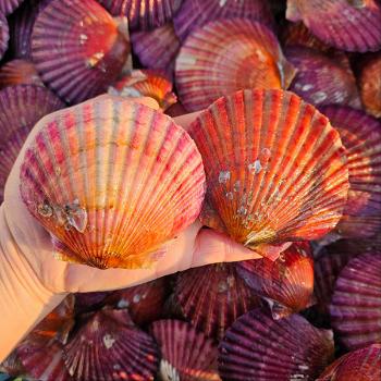 황제수산 제철 홍가리비5kg