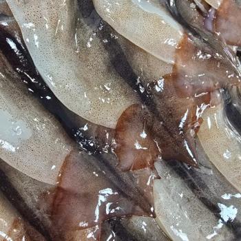 명품 진공 손질오징어5미(1팩)