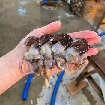 흑산28청춘수산 손질 새조개200g