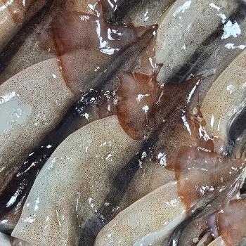 명품 동해안 자연산 급냉 손질오징어1박스(20~24미)