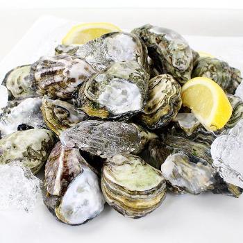 동북아 통영 쪼꼬미굴1kg(38개월/13~17미내외)