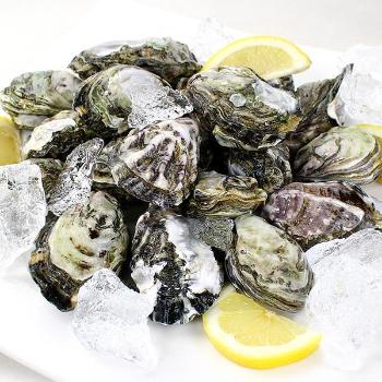 동북아 통영 쪼꼬미굴1kg(50개월/11~14미내외)