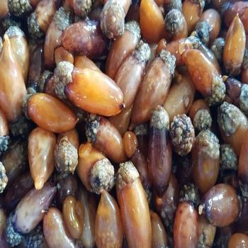 녹동수산 제철 산지직송 참미더덕500g내외