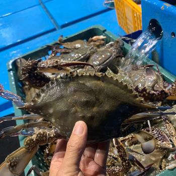 씨푸드월드 서천 마량진항 봄꽃게1kg(3~5미내외)
