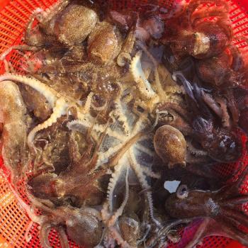 녹동수산 남해안 급냉쭈꾸미1kg(8~10미내외)