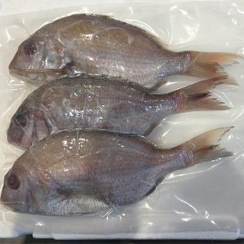 시원농수산 반건조 참돔자반3미(900g내외)
