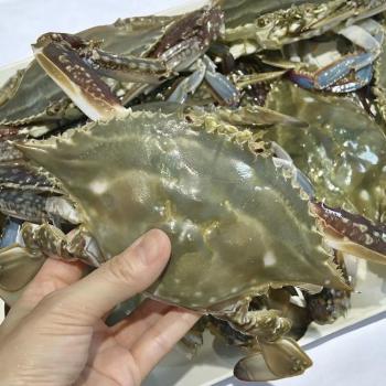 [수요특가]풀잎푸드 서해안 생물 숫꽃게1kg(4~6미내외)