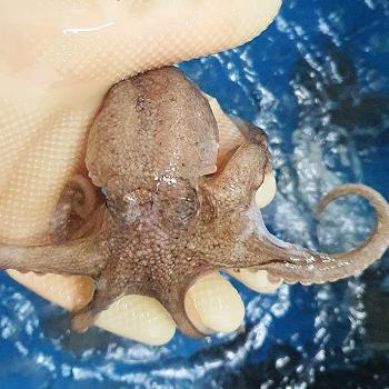수락수산 생물 쭈꾸미1kg(9~10미내외)