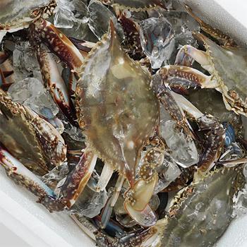 수락수산 생물 꽃게(암수랜덤)1kg(4~5미내외)
