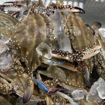 제이수산 연평도 생물암꽃게1kg(5~6미내외)