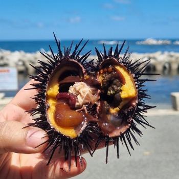지삼 당일채취 해녀 성게알500g