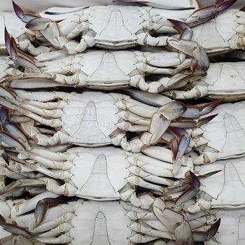 풀잎푸드 서해안 급냉 숫꽃게1kg(5~6미내외)