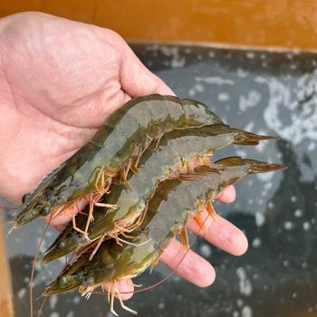 365수산 고성 생물 흰다리새우1kg(40~42미내외)