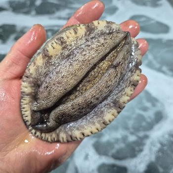동원수산 완도 왕전복1kg(8~9미내외)